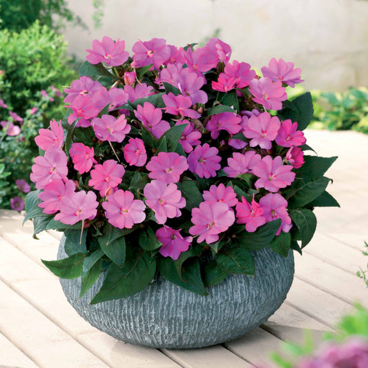 Sunpatiens Lila roze (x3) - Bakker