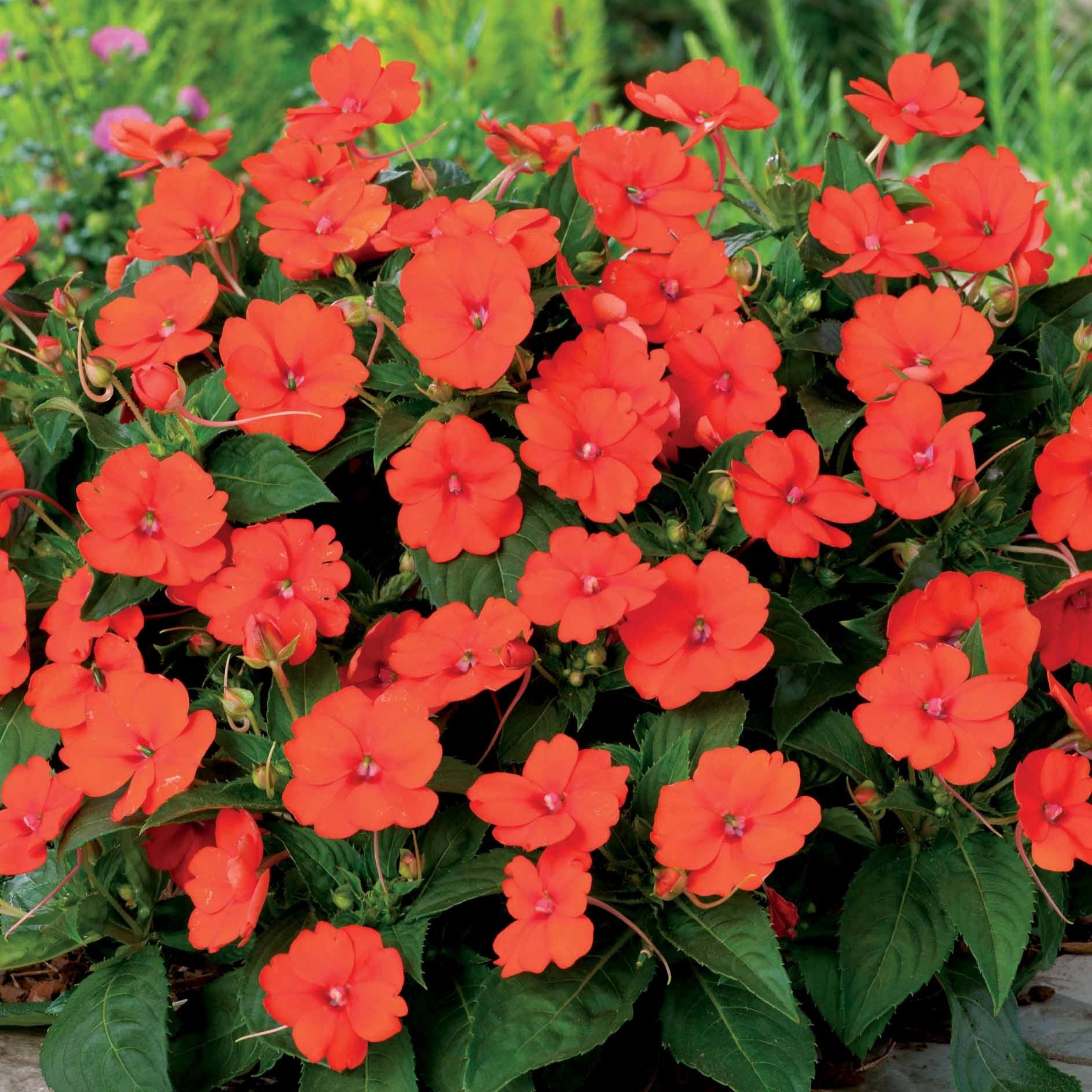 Oranje zonneplanten (x3) - Sunpatiens - Tuinplanten