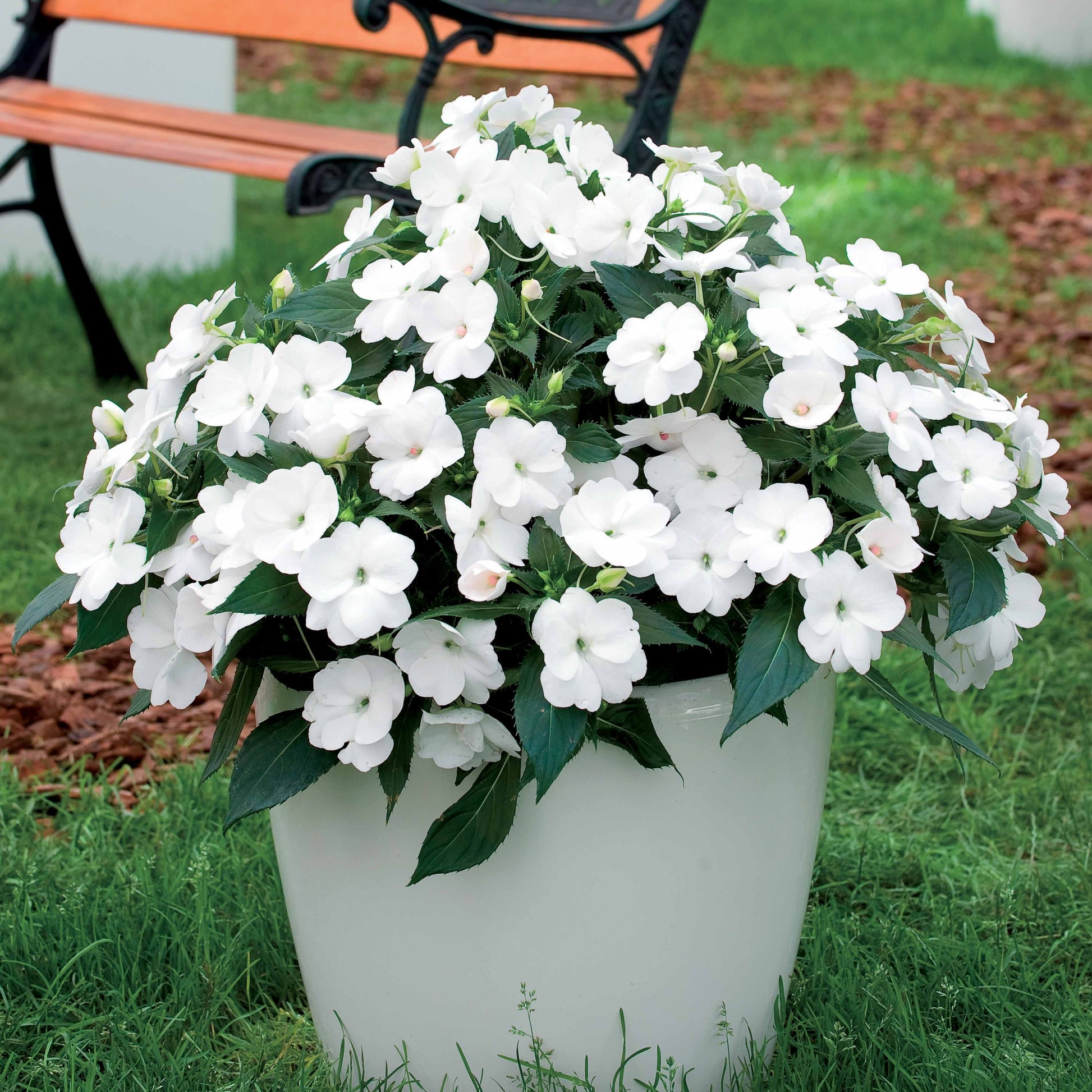 Witte zonnebloemen (x3) - Sunpatiens - Tuinplanten