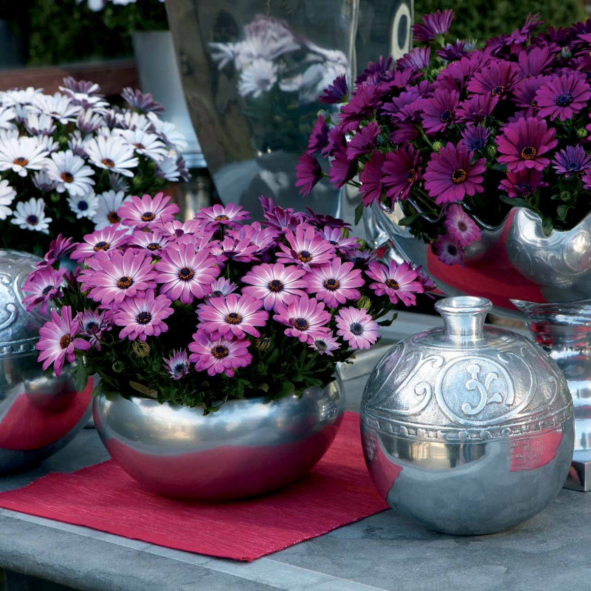 Osteospermum margarita pink flave - Spaanse margriet 'Pink Flave' (x3) - Balkon- en terrasplanten voor pot en bak