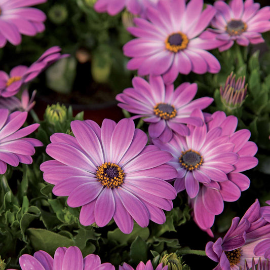Spaanse margriet 'Pink Flave' (x3) - Bakker