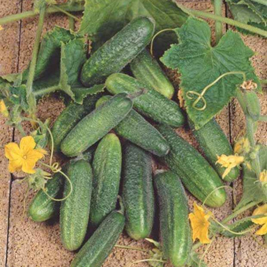 Augurk 'Hokus' - Bakker