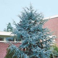 Blauwe ceder - Cedrus atlantica glauca - Tuinplanten