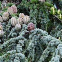 Blauwe ceder - Cedrus atlantica glauca - Heesters en vaste planten