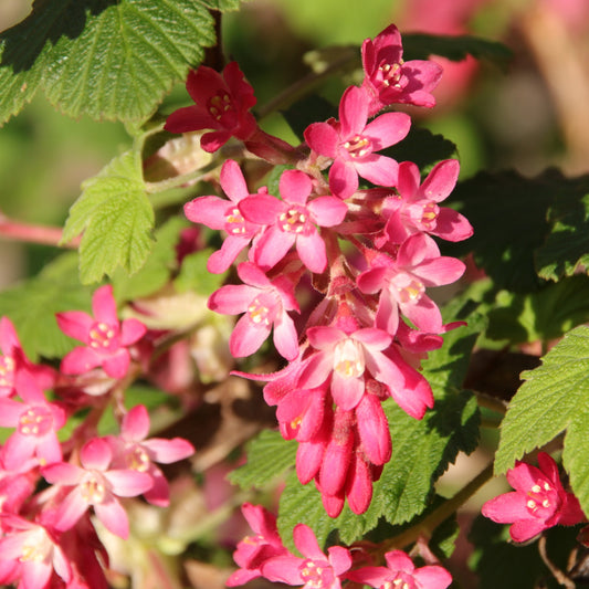 Rode ribes 'King Edward' - Ribes sanguineum king edward - Heesters en vaste planten