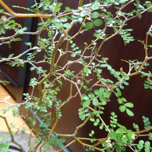 Dwerg Honingboom Little Baby - Sophora prostrata little baby