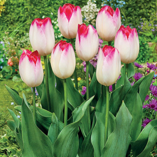 Triumph tulpen 'Supri Erotic' (x10) - Tulipa supri erotic - Bloembollen