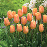 Triumph tulpen 'Bellville' (x10) - Tulipa triomphe belleville - Bloembollen