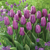 Triumph tulpen 'Blue beauty' (x10) - Tulipa triomphe blue beauty - Bloembollen