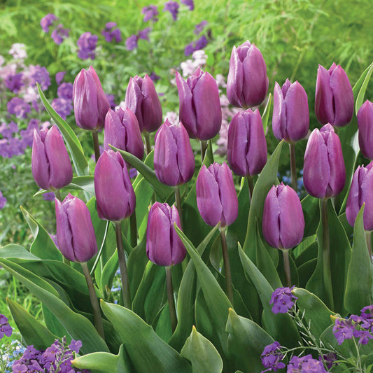 Triumph tulpen 'Blue beauty' (x10) - Tulipa triomphe blue beauty - Bloembollen