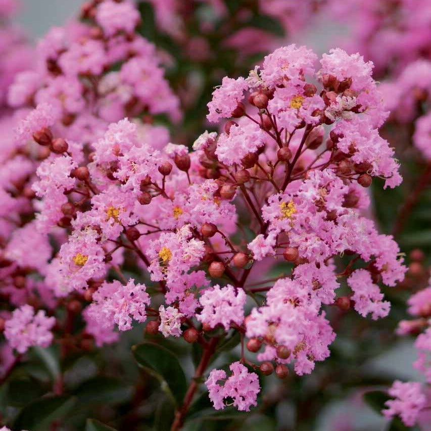 Verkoop Indische sering Eveline - Lagerstroemia indica Eveline