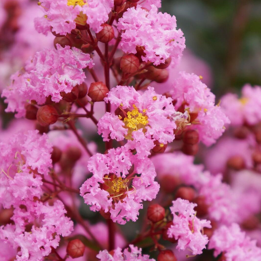 Indische sering Eveline - Lagerstroemia indica Eveline - Bakker