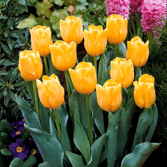 Langstelige tulp geel (x5) - Tulipa - Bloembollen