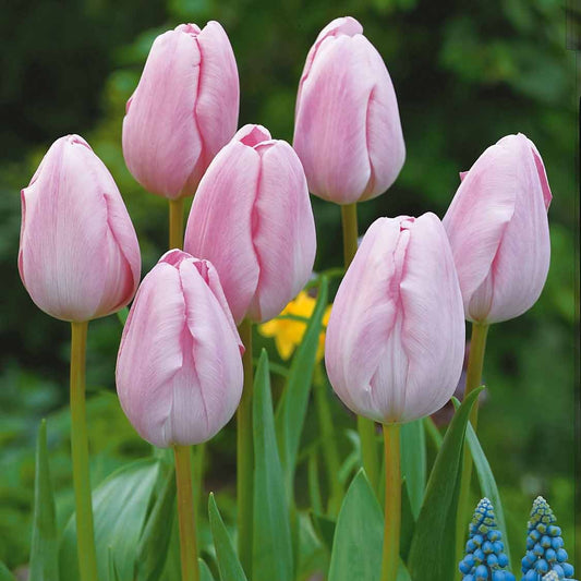 Langstelige tulp roze (x5) - Tulipa - Bloembollen