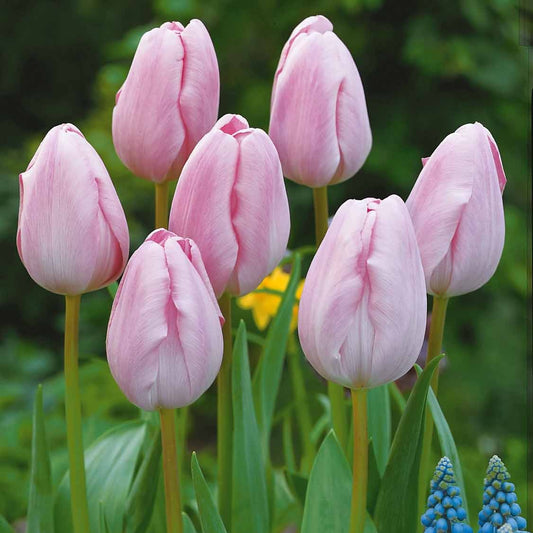 Langstelige tulp roze (x5) - Bakker