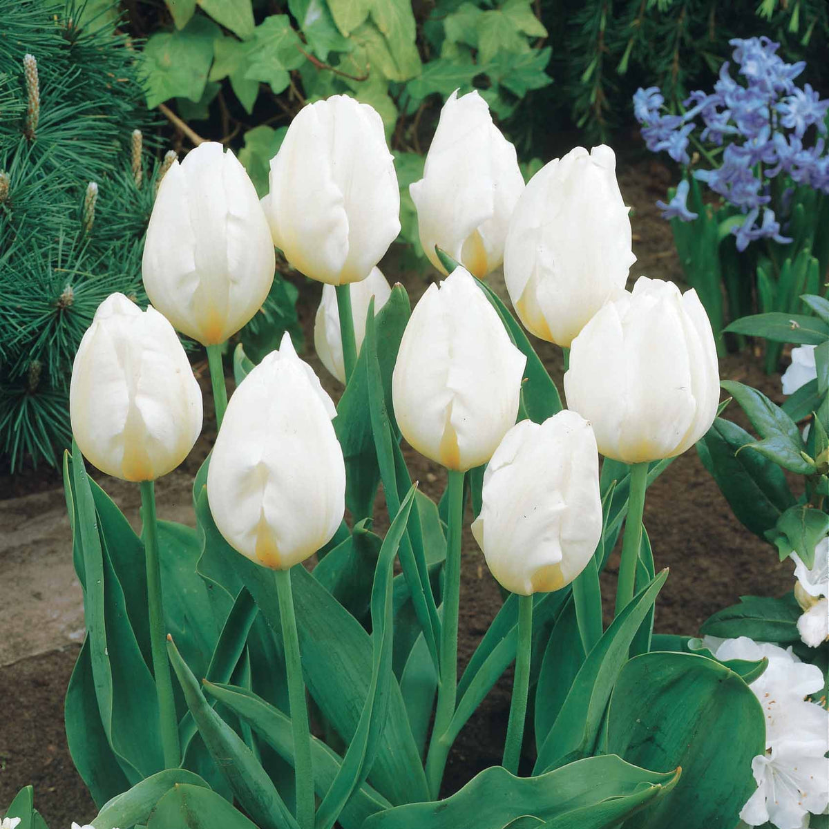Langstelige tulp wit (x5) - Tulipa - Bakker