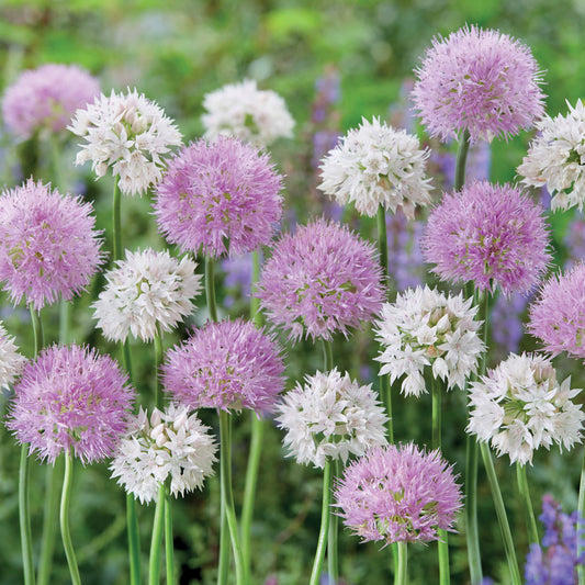 Allium Gracefull Beauty (x10) - Allium graceful beauty - Bloembollen