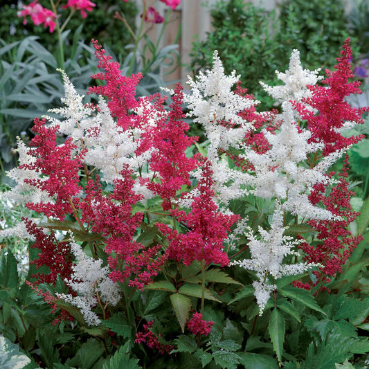 Pluimspirea (x2) - Bakker