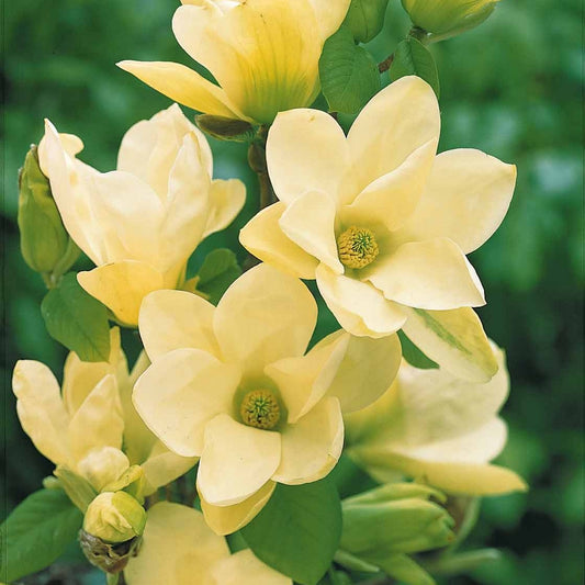 Beverboom 'Yellow Lantern' - Magnolia yellow lantern - Tuinplanten