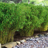 Bamboehaag - Fargesia murielae - Bamboe