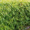 Bamboehaag - Fargesia murielae - Plantsoort