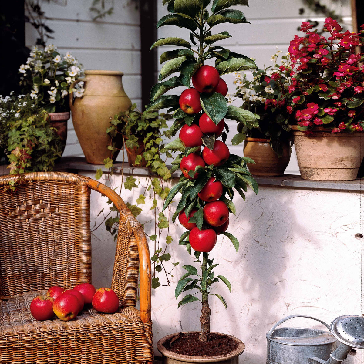 Appelboom 'Red Spur Delicious' - Malus domestica Red Spur Delicious - Bakker