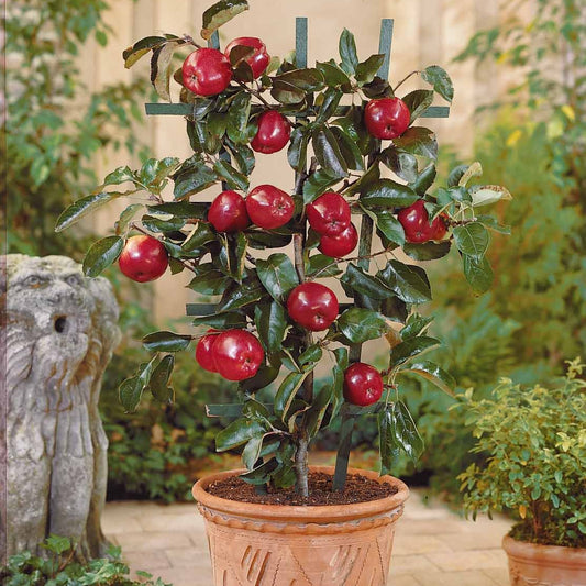Appelboom 'Red Spur Delicious' - Malus domestica red spur delicious - Fruit