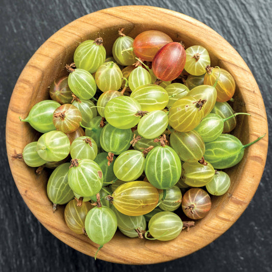 Kruisbes 'Invictica' - Bakker