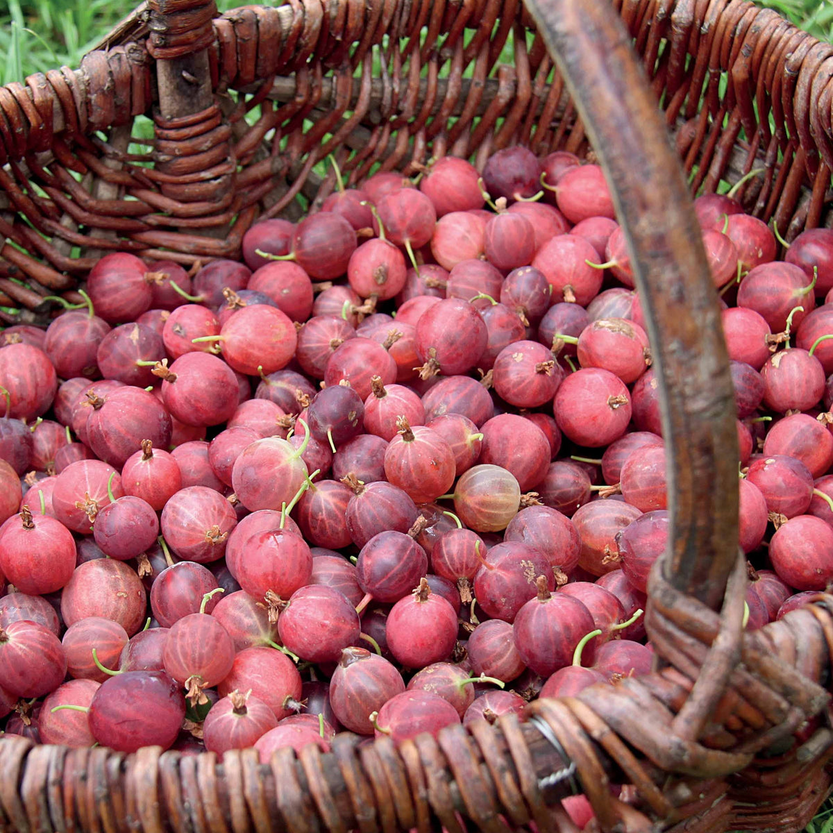 Kruisbes - Ribes uva-crispa - Bakker