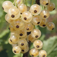 Witte aalbes 'White Pearl' - Ribes rubrum white pearl - Fruit