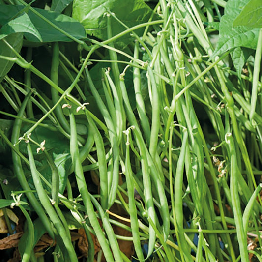 Sperzieboon 'Carroussel' - Phaseolus vulgaris nain carrousel( 50 gr) - Moestuin