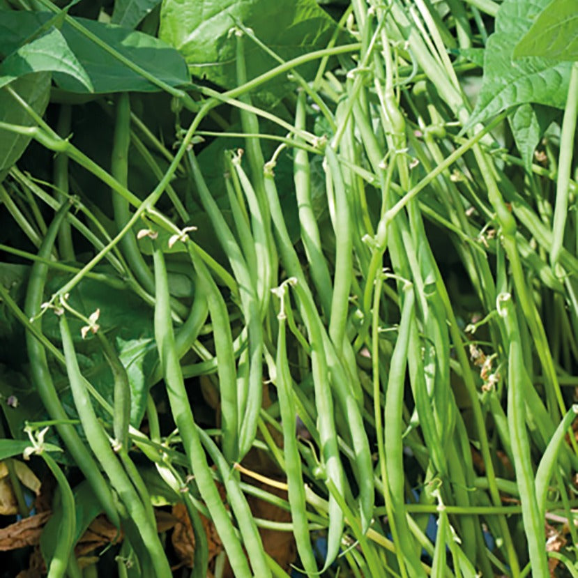 Sperzieboon 'Carroussel' - Bakker