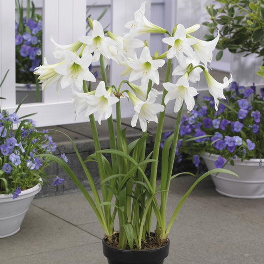 Amaryllis 'Sonatini White' - Bakker