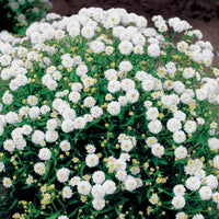 Duizendblad 'Diadem' (x3) - Achillea ptarmica diadem - Heesters en vaste planten