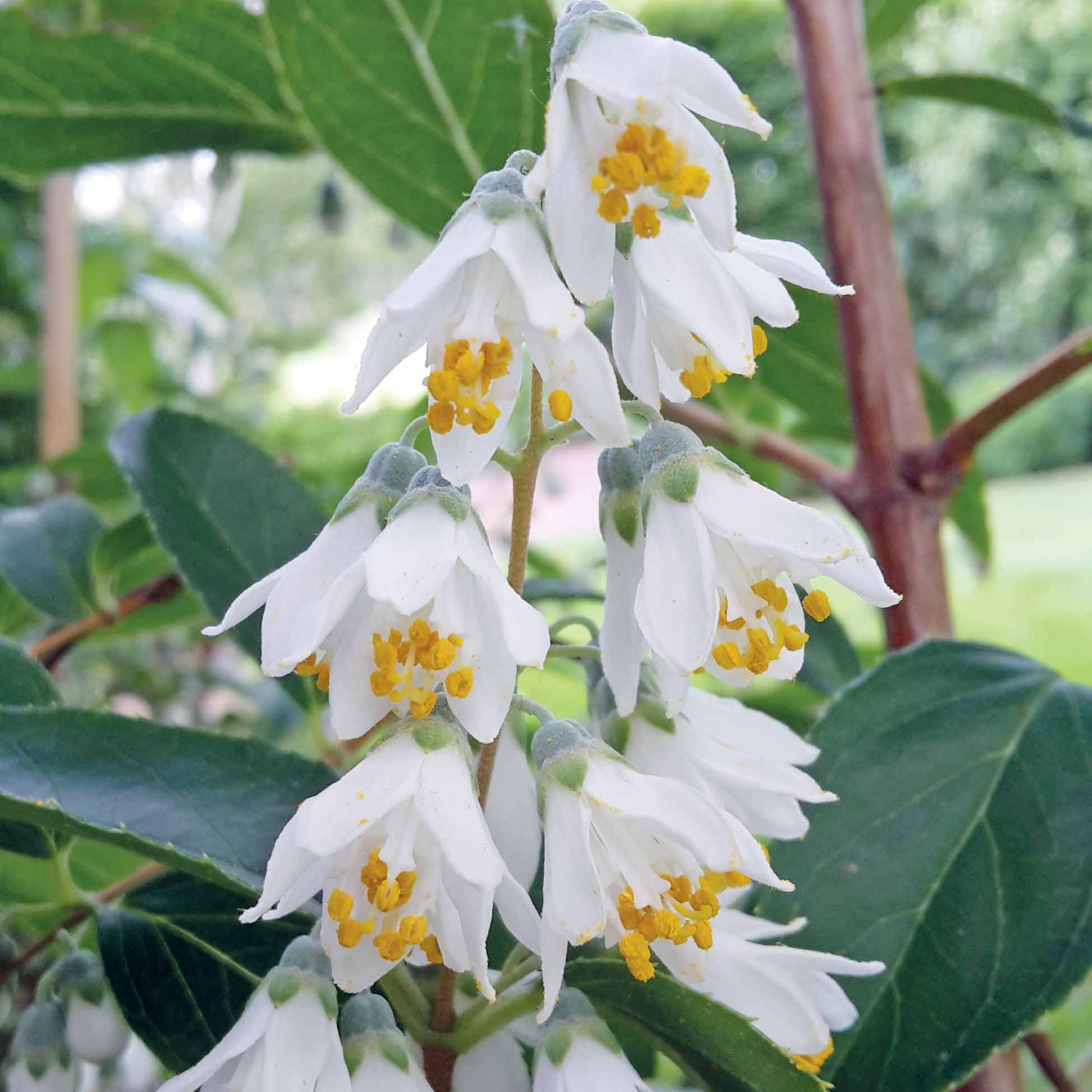 Bruidsbloem - Deutzia pulchra - Tuinplanten