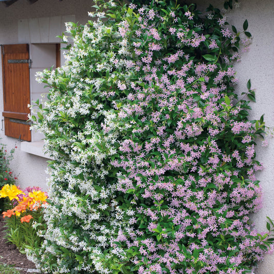 Toscaanse jasmijn - roze + wit - Trachelospermum jasminoides - Tuinplanten