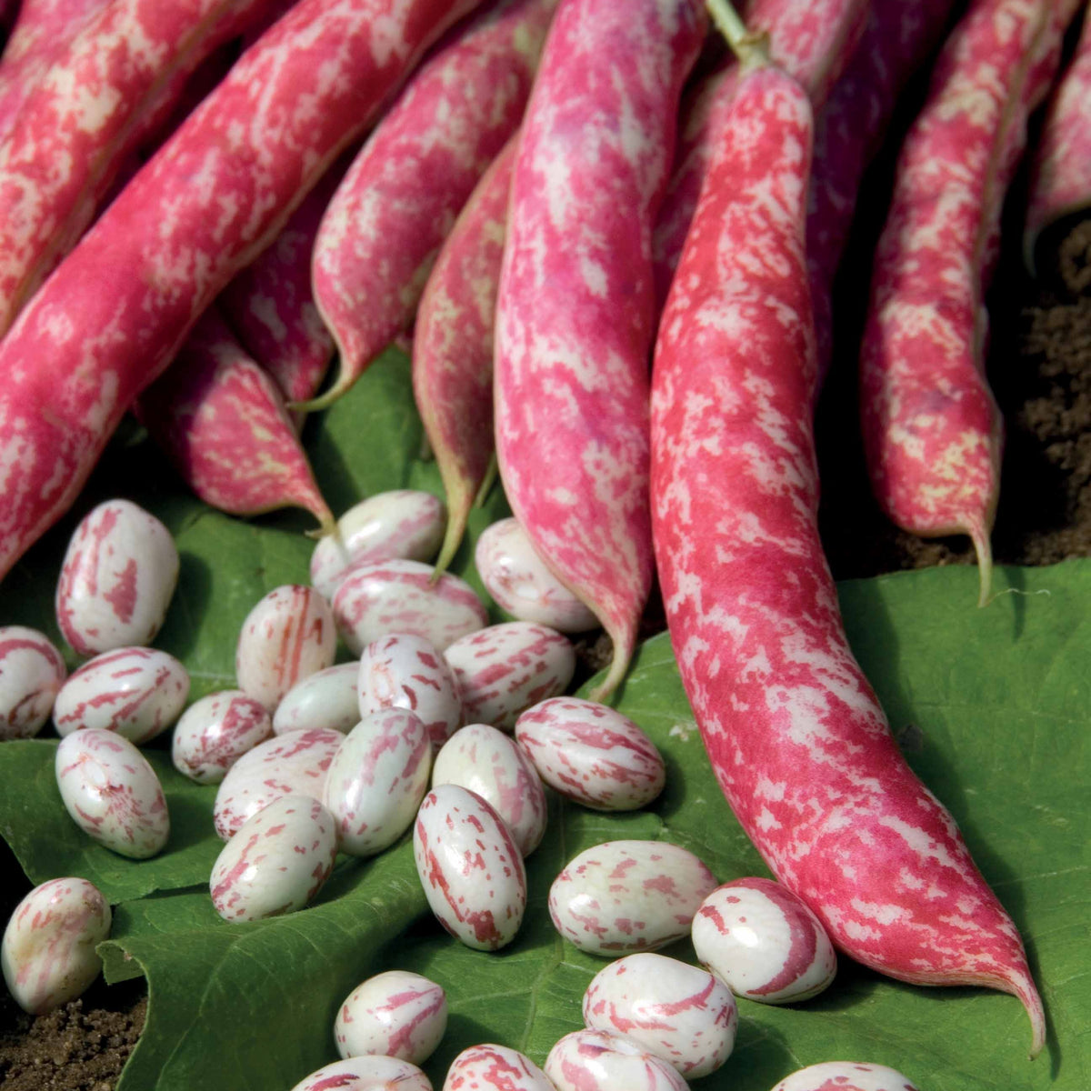 Kievitsboon 'Flambo' / 'Obtention Clause' - Phaseolus vulgaris nain flambo (obtention clause) - Bakker
