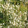 Brem 'Albus' - Cytisus praecox albus - Tuinplanten