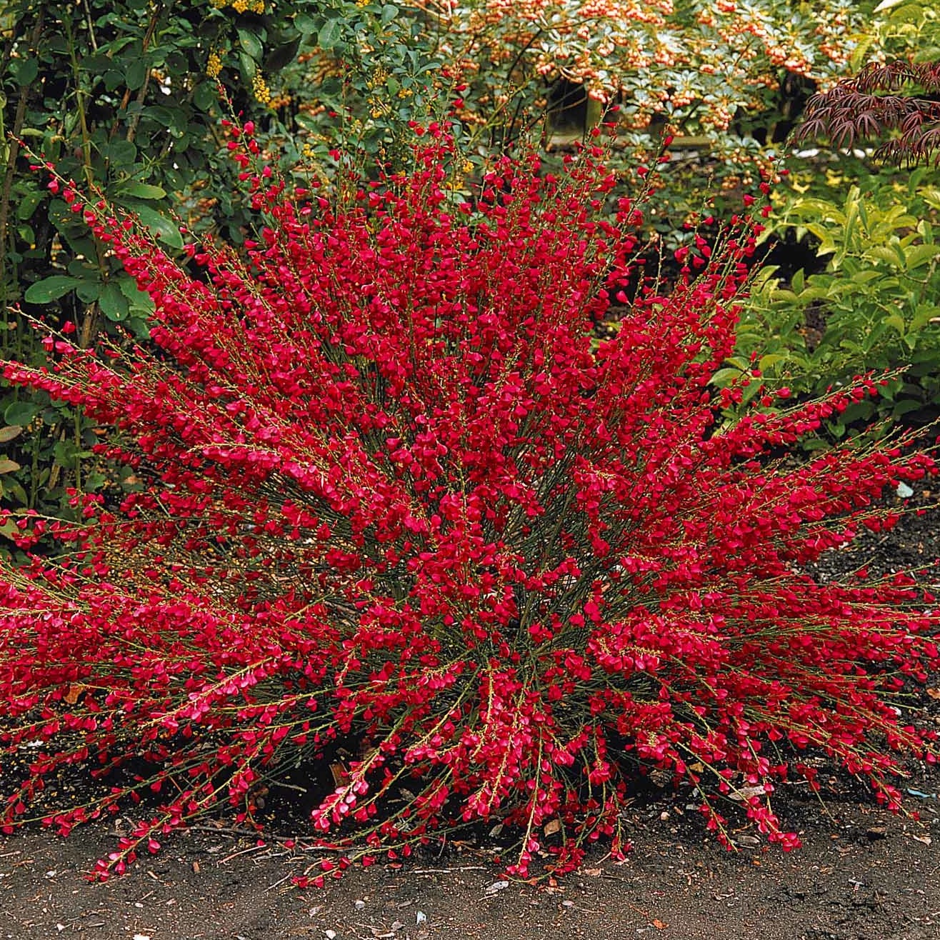 Brem 'Boskoop Ruby' - Cytisus praecox Boskoop Ruby - Tuinplanten