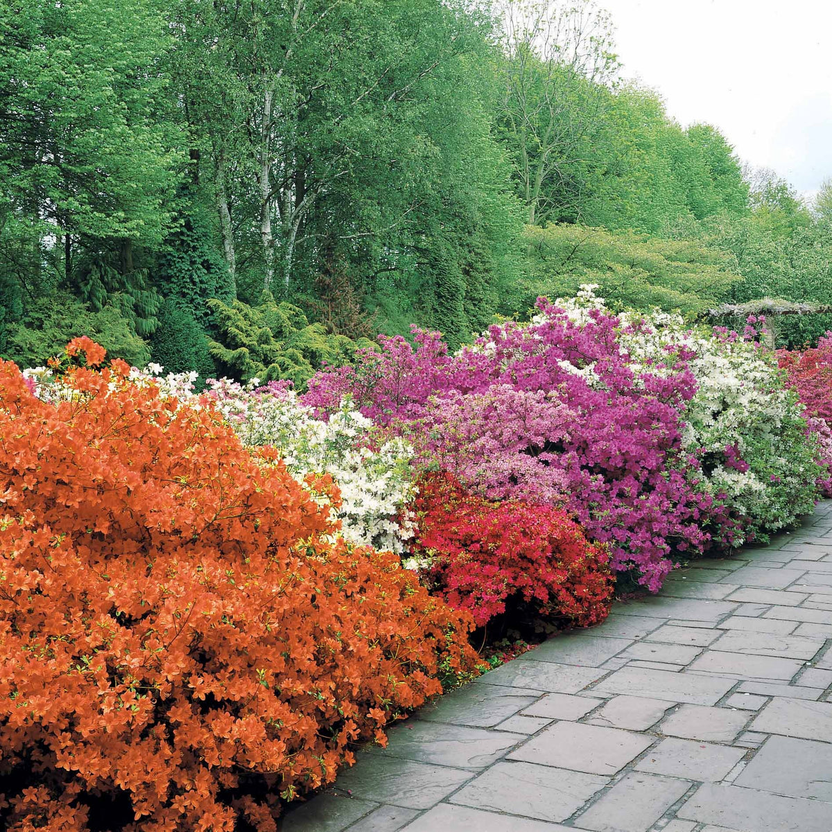 Japanse azalea - rood - Azalea japonica red - Bakker