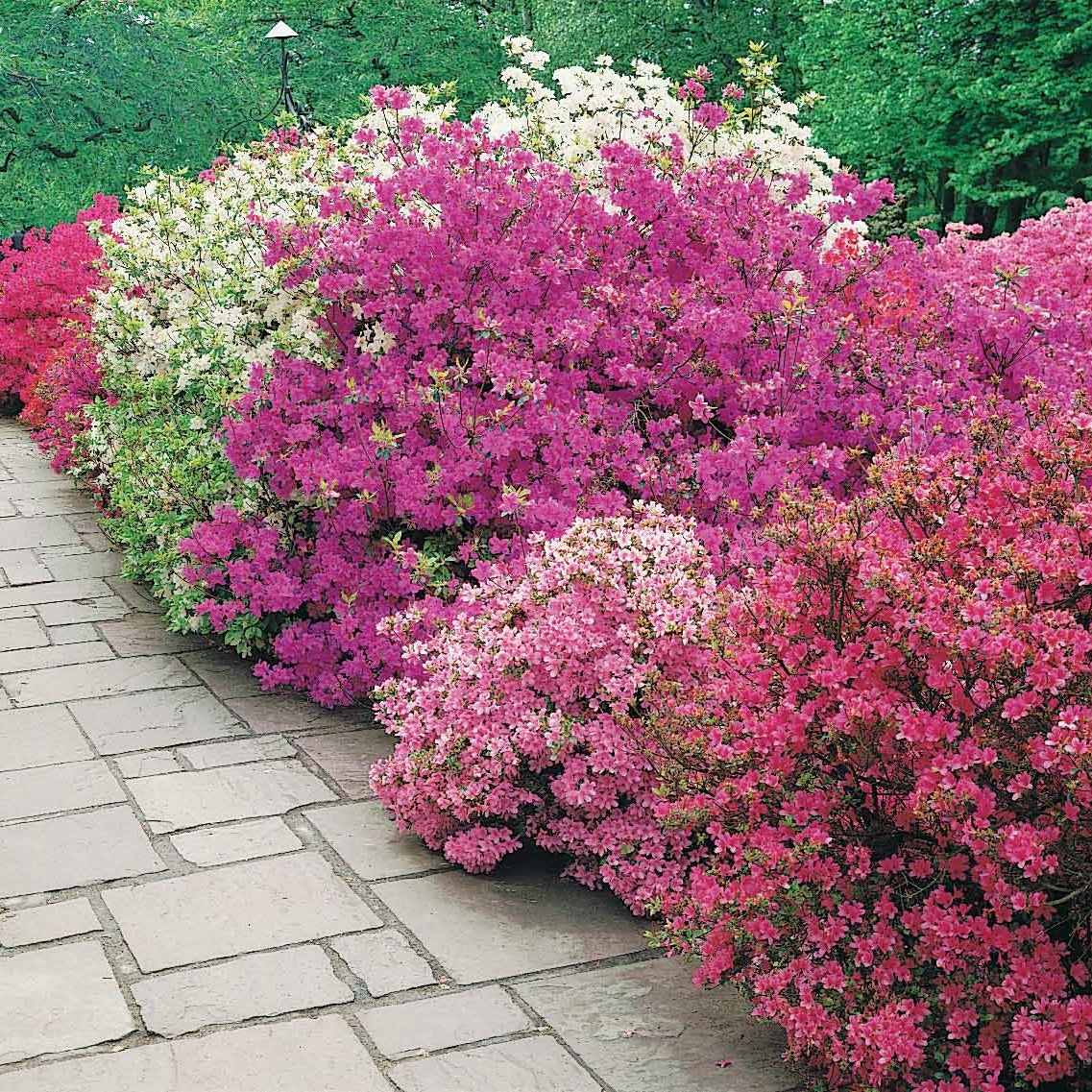 Japanse azalea - paars - Bakker