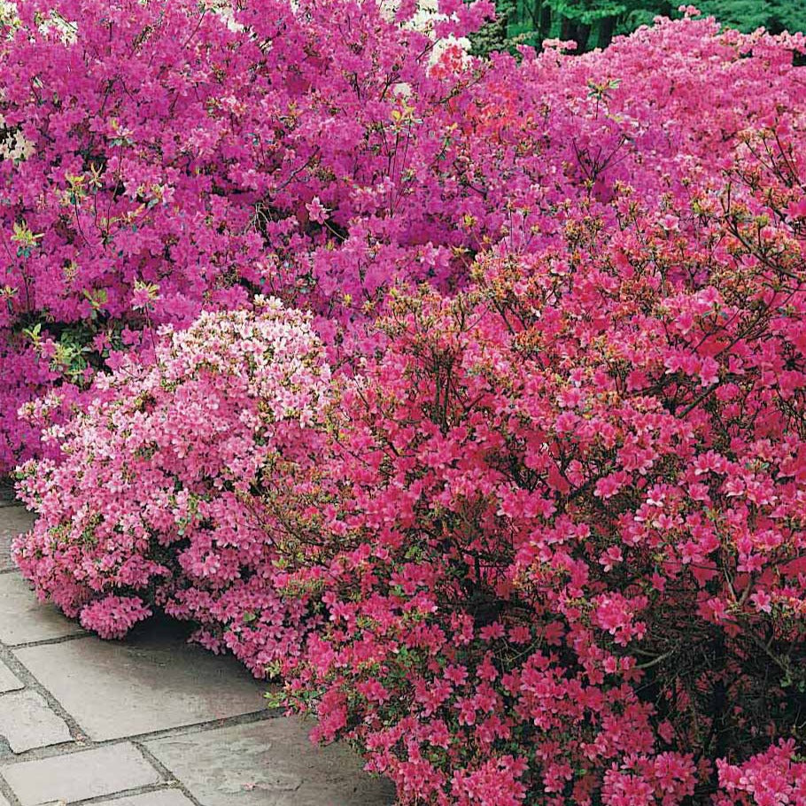 Japanse azalea - paars - Rhododendron (azalea japonica) Geisha Purple - Bakker