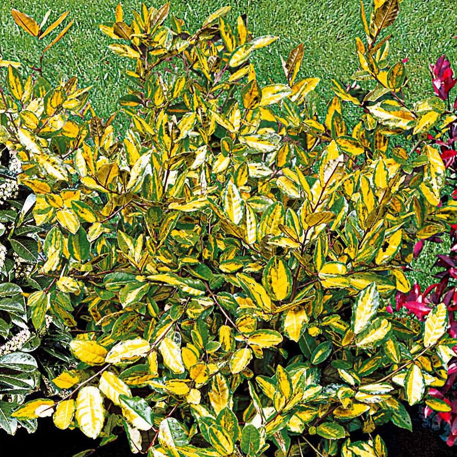 Olijfwilg - Eleagnus pungens maculata - Bakker
