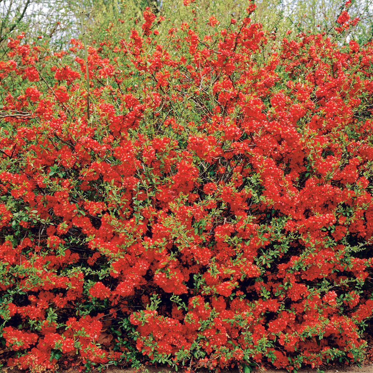 Chaenomeles japonica - Dwergkwee - Bloeiende heesters