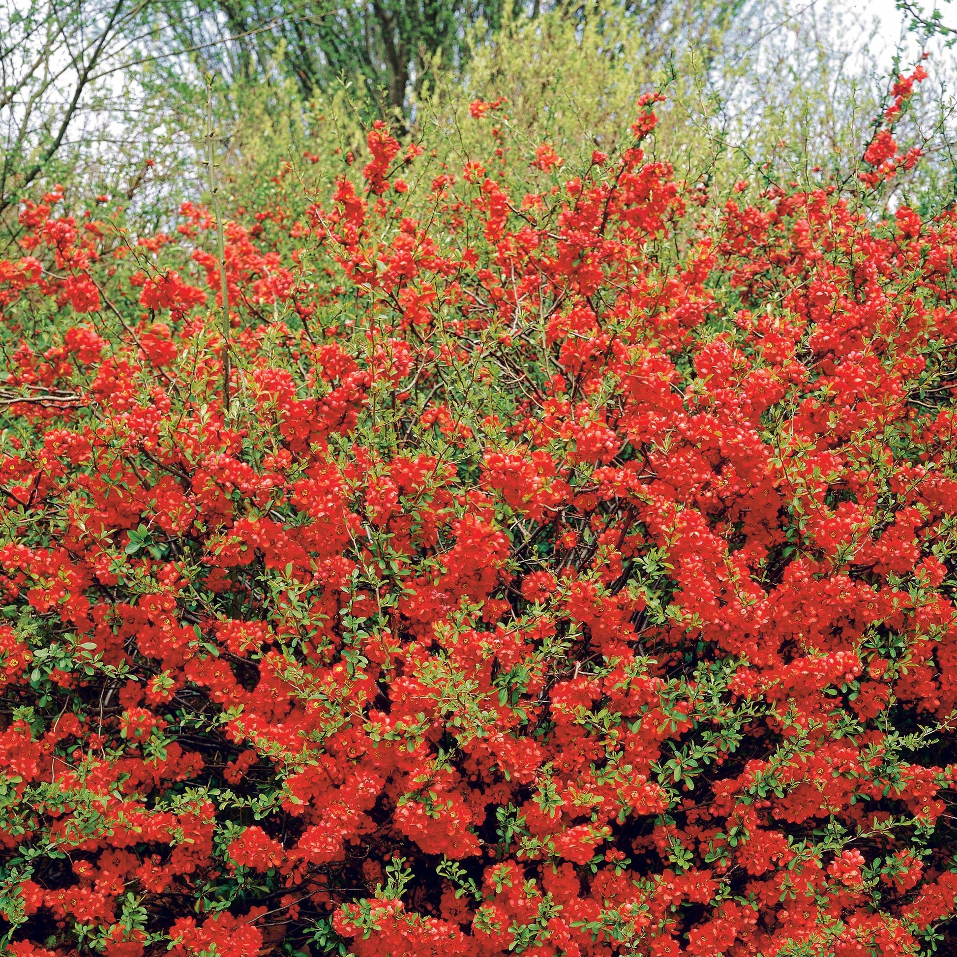 Voorjaarshagen collectie (x4) - Photinia, Forsythia, Spireae Grefsheim , Chaneomeles - Tuinplanten