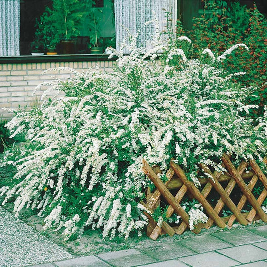 Witte Spierstruik - Spiraea nipponica snowmound - Tuinplanten