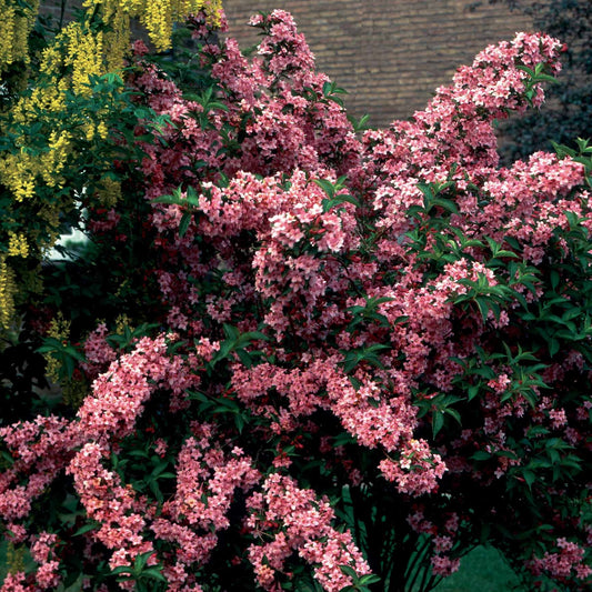 Weigelia 'Pink Princess' - Weigela pink princess - Tuinplanten