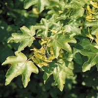 Spaanse aak (x10) - Acer campestre - Bomen
