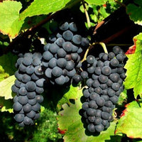 Druif 'Pinot' - Vitis vinifera pinot - Fruit