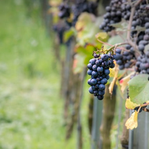 Druif 'Pinot' - Bakker